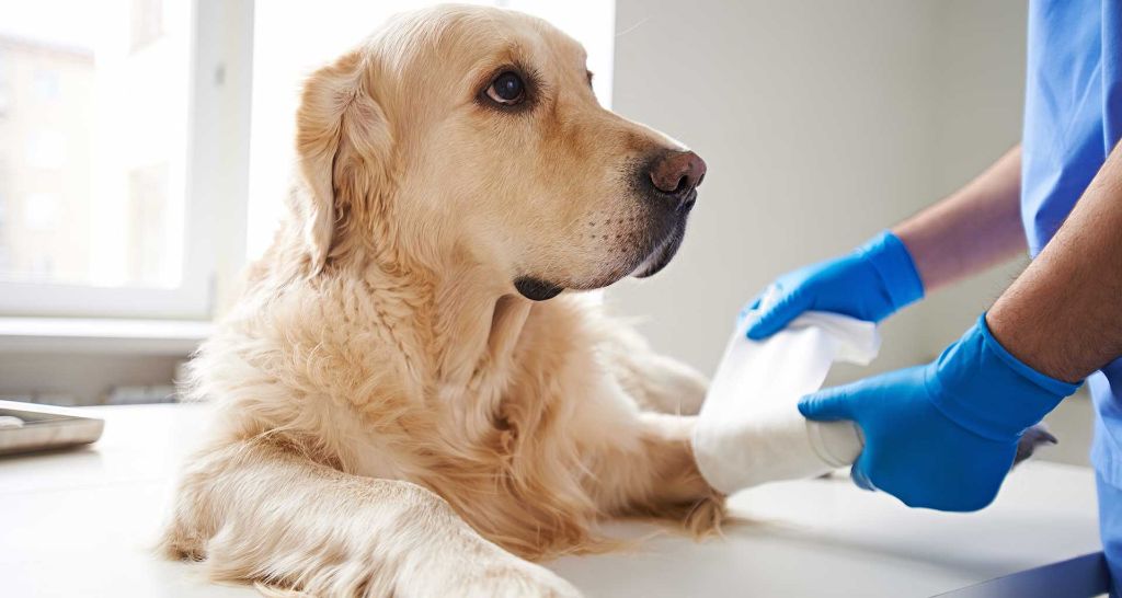 Ortopedi Travmatoloji