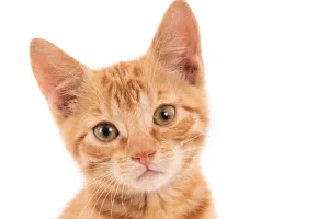 Veterinerlikte Kedilerin Sağlığı: Bilmeniz Gerekenler