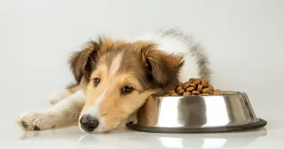 Köpek Sağlığında Bilmeniz Gerekenler: Veterinerden Temel Bakım Önerileri